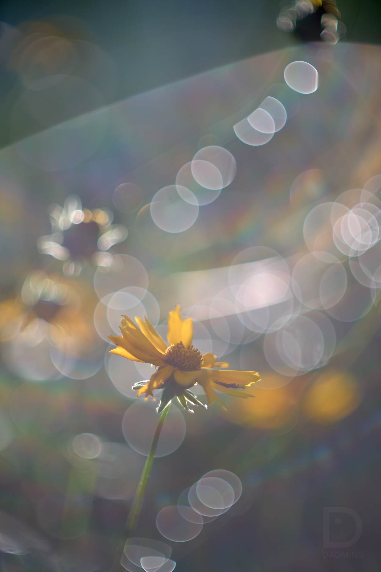 Leica SL2 摄影作品