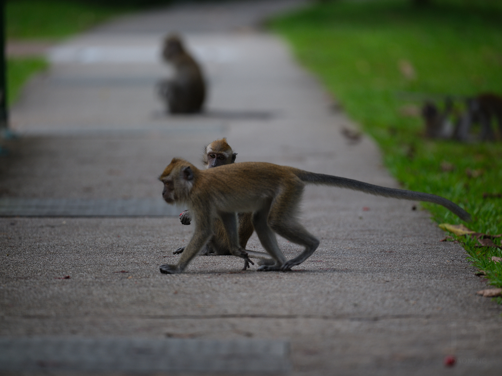 聊AI的同时，我一直在观察猴子