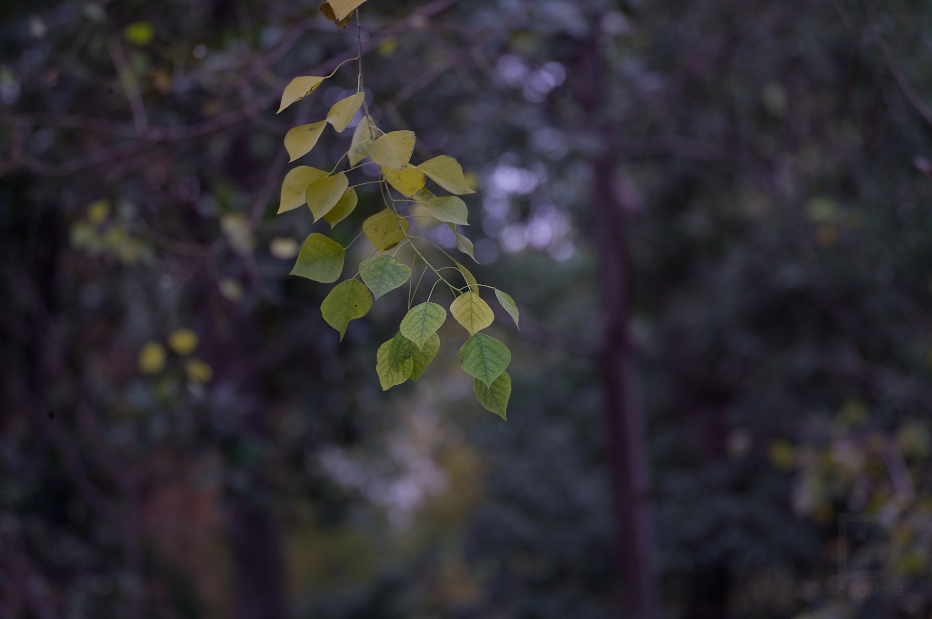 【Leica S & UV-Sonnar】看不见的光谱，看得见的深秋